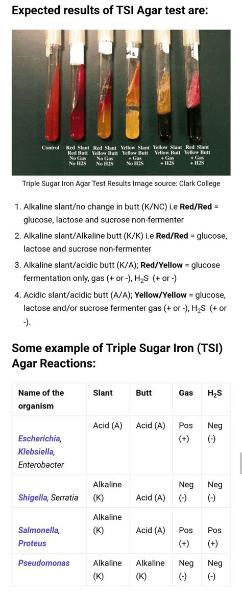 blood agar results interpretation|Iba pa.